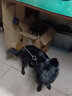 狗扣子鎖扣卡扣馬鐵鋼狗鏈旋轉(zhuǎn)扣大型犬狗繩扣安全扣登山扣舞龍扣 中號(hào)（65g）+6號(hào)鎖扣 曬單實(shí)拍圖