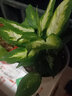 雅卉（YAHUI）盆栽萬年青 銀皇后 花卉植物盆景觀葉植物室內(nèi) 銀皇后不含盆 曬單實拍圖