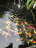 大拇指錦鯉魚(yú)飼料觀(guān)賞魚(yú)食金魚(yú)糧顆粒通用型不渾水高蛋白 中粒（適合20-35cm錦鯉） 2.5KG上浮 曬單實(shí)拍圖