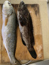 YNKOO進(jìn)口千又魚鉤管付歪嘴散裝海釣磯釣臺(tái)釣有倒刺鰱鳙鯛魚大物鉤 30枚-血槽千又10號(hào) 其他 曬單實(shí)拍圖