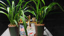 華香園蘭花 濃香墨蘭 白墨 冬季 辦公室內盆栽盆景耐陰優(yōu)雅植物 白墨7苗帶盆(紅色盆)不帶花苞 曬單實(shí)拍圖
