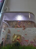 小魚(yú)未來(lái)智能魚(yú)缸水族箱免換水帶加熱生態(tài)桌面金魚(yú)缸迷你小型客廳FT-20 智能魚(yú)缸Touch版(無(wú)造景)+7色燈+無(wú)加熱 曬單實(shí)拍圖