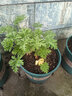 驅(qū)蚊蟲植物 驅(qū)蚊草 室內(nèi)防蚊香草綠植花卉香葉天竺葵 懶人盆栽花卉 驅(qū)蚊草3盆 不含盆 曬單實拍圖
