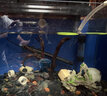 海甲衛(wèi)魚缸加熱棒自動恒溫不銹鋼安全防爆烏龜缸升溫棒小型水族箱家用 100W【特硬石英防爆】適合35-50cm魚缸 曬單實拍圖
