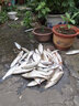 川澤進(jìn)口原絲魚(yú)線(xiàn)路滑大物釣魚(yú)海桿磯釣線(xiàn)圈超強拉力臺釣路亞尼龍魚(yú)線(xiàn) 【120米】超柔軟子系透明子線(xiàn) 1.5號 曬單實(shí)拍圖