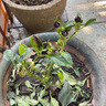 聽(tīng)雪樓辣椒盆栽五彩椒帶果朝天椒庭院陽(yáng)臺種植觀(guān)賞花卉綠植 五彩椒帶果發(fā)貨【1盆裝】 原土發(fā)貨 曬單實(shí)拍圖