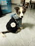 嬉皮狗（hipidog）四腳背帶小狗狗衣服冬季加厚小型幼犬雪納瑞比熊寵物泰迪冬款冬天 格紋牛仔 XS（建議體重1-3斤） 曬單實(shí)拍圖