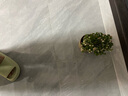 錦楓（jinfeng）綠植盆栽造型老樁多肉植物稀有品種大株肉花卉新款盆景 3年老樁上善陶火山石 含盆 曬單實拍圖
