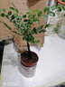 小葉紫檀盆景樹(shù)苗紫檀樹(shù)樁室內陽(yáng)臺盆栽花卉小葉紫檀苗 黑骨檀綠植耐寒植物帶盆帶土發(fā)貨 樁形 高10-20厘米 單棵 曬單實(shí)拍圖