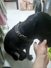京厽大型犬德牧p金毛栓狗項圈防脫鏈馬犬狗狗防爆沖中拉布拉多 黑色 共兩根 S(調節范圍25-35cm建議體重10-20 曬單實(shí)拍圖