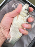川澤快拆滑動(dòng)漂座硅膠快速可拆卸魚(yú)漂座大物路滑垂釣浮標釣魚(yú)配件 秒換不傷線(xiàn)【小號10枚】袋裝 曬單實(shí)拍圖