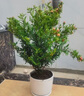 櫻霞綠植盆栽多肉花卉盆栽植物室內(nèi)桌面水培綠植辦公室客廳植物懶人 步步高富貴竹（竹報平安） 曬單實拍圖