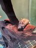 REPTIZOO爬寵uva加熱燈爬蟲日燈蜥蜴烏龜曬背燈保溫取暖節(jié)能燈泡 日光UVA加熱燈 100W 曬單實(shí)拍圖