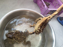 【順豐現貨速發(fā)】癩蛤蟆活的蟾蜍活蛤蟆入藥用活體非野生包活到家 200克一只（5只起拍） 曬單實(shí)拍圖