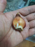 荷蘭郁金香大種球室內外陽(yáng)臺盆栽好養花苗水養綠化花海植物花種子 紫色郁金香 1顆裸球（不含其它） 曬單實(shí)拍圖