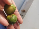 寒與會(huì )海南小金桔新鮮水果當季青桔檸檬香水奶茶專(zhuān)用金桔 1斤 曬單實(shí)拍圖