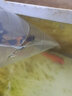 貝冠奇 錦鯉活魚大正三色紅白錦鯉秋翠孔雀丹頂黃龍鳳蝴蝶鯉觀賞魚 黑錦鯉 13-17cm1條 曬單實(shí)拍圖