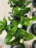 亞招虎頭茉莉花苗 茉莉花盆栽 庭院陽臺茉莉大花 重瓣 植物花卉 6年苗帶花發(fā)貨 不含盆 曬單實(shí)拍圖