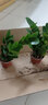 金錢樹盆栽植物室內(nèi)花卉客廳綠植大搖錢串子小發(fā)財樹 金錢樹20-25cm（原土盆） 含盆 曬單實拍圖