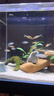 公魚剛果美人魚 5-7CM淡水小型寵物觀賞魚彩虹群游小魚好養(yǎng)耐活 【公魚】剛果美人4-5CM(5條裝) 曬單實(shí)拍圖
