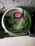 艾登森睡蓮花盆缸青花陶瓷水缸庭院碗蓮荷花盆缸室外特大號種樹大缸 紅荷花直徑42cm高度26cm 陶瓷 x 底部無孔【養(yǎng)魚水培植物 曬單實拍圖