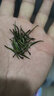 香茗鮮 2025新茶特級全芽雀舌綠茶茶葉明前頭采嫩芽罐裝250g 曬單實(shí)拍圖