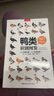 （贈(zèng)鳥(niǎo)類(lèi)貼紙）中國(guó)國(guó)家地理鴨類(lèi)識(shí)別圖鑒 54種鴨類(lèi)的“全羽衣”圖鑒 【日】氏原巨雄 【日】氏原道昭 著 曬單實(shí)拍圖
