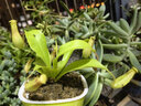 捕蠅草豬籠草植物食蠅草趣味室內盆栽z6 豬籠草貴族--紅寶石--吸水盆 含盆 曬單實(shí)拍圖