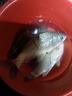 老鬼（OLDGHOST） 魚(yú)餌 天下鯉 濃腥釣餌鯉魚(yú)鯽魚(yú)池塘黑坑江河湖庫野釣餌料250g 【1包裝】天下鯉*250g 曬單實(shí)拍圖