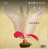 毽子丹東好朋友毽球廣場比賽專用毽子兒童學(xué)校運動好踢花毽 雪鸮19CM（好朋友升級）白色5個 曬單實拍圖