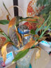 欧芽富贵竹水培植物转运开运竹花卉绿植盆栽室内花客厅水养节节高 富贵竹60-70厘米6棵 含选项里的花瓶 实拍图