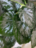 掬涵 仿真植物壁掛龜背葉森系造景葉子背景墻植物角花箱商場(chǎng)裝飾 仿真雙迷你垂吊圓海棠（高15cm） 曬單實(shí)拍圖