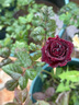 黑巴克玫瑰花苗月季花苗四季開花帶花苞盆栽老樁樹苗花種花卉大 云南發(fā)黑巴克中苗130#原土盆月月開云南包對版 曬單實拍圖