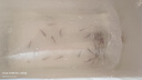 紅綠燈魚燈科魚孔雀魚熱帶觀賞魚淡水寶蓮燈魚活體斑馬魚群游魚 2.8-3cm紅綠燈種魚30條+3備損 曬單實拍圖
