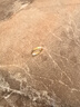 中國黃金（CHINA GOLD）碎碎冰冰黃金戒指女士足金新款黃金指七夕情人節(jié)禮物送女朋友老婆 女士11號(hào) 約1.6g 曬單實(shí)拍圖