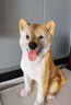 慧祥仿真柴犬落地?cái)[件花園庭院裝飾動(dòng)物擺件仿真八哥金毛狗狗模型擺件 柴犬（長24寬17高36厘米） 曬單實(shí)拍圖