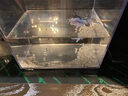 寵小帥爬寵加熱墊魚缸加溫墊蜥蜴角蛙斗魚烏龜寵物水族箱加溫控溫器設(shè)備 【12W】控溫款 28x15cm【贈(zèng)】水溫計(jì) 曬單實(shí)拍圖