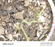 七抒藍(lán)色月季花苗盆栽多色妖姬四季開花卉植物室內(nèi)月季花自行染色 藍(lán)色妖姬2顆 曬單實(shí)拍圖