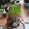 旺浦商貿頭上長(cháng)草娃娃開(kāi)花草頭娃娃創(chuàng  )意迷你小盆栽桌面陽(yáng)臺趣味水培綠植物 波斯菊娃娃1個(gè)+托盤(pán)+營(yíng)養液+噴瓶 曬單實(shí)拍圖