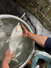 娛野速銳雙銳魚鉤日本進(jìn)口無倒刺散裝鯽魚鉤鯉魚鉤羅非鉤黑坑競技魚鉤 速銳8#(50枚) 曬單實拍圖