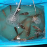 漁家傲老三樣餌料野釣腥香魚(yú)餌鯽鯉草鳊通殺三合一魚(yú)食一包搞定四季通用 老三樣三合一餌料（60克）發(fā)10包 曬單實(shí)拍圖