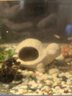 瘋狂水草（FKSC）莫斯水草活體植物魚缸造景底部前景套餐懶人陰性莫斯樹沉木水榕 莫斯小烏龜 曬單實拍圖
