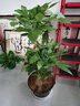 開(kāi)時(shí)果 送貨上門(mén) 三桿發(fā)財樹(shù)大棵盆栽步步高大型綠植物開(kāi)業(yè)禮品客廳盆景 ※三桿步步高【1.1-1.2米】福字塑料盆 基地直發(fā)-贈送彩帶 曬單實(shí)拍圖