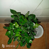 聽(tīng)雪樓正宗清香胡椒木盆栽綠植物室內外花卉樹(shù)苗老樁盆景九里香 九里香+茉莉花+梔子花+吸水盆 曬單實(shí)拍圖