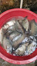 刀郎A227羅非蘆葦魚漂高靈敏短腳細(xì)長身輕口猾口底釣醒目鯽魚黑坑魚漂 1號(hào)標(biāo)1支 吃鉛1.86克一目加粗 曬單實(shí)拍圖