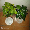 聽(tīng)雪樓正宗清香胡椒木盆栽綠植物室內外花卉樹(shù)苗老樁盆景九里香 九里香+茉莉花+梔子花+吸水盆 曬單實(shí)拍圖