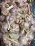 山東蒼山蒜頭 蘭陵干大蒜頭新大蒜干蒜頭 新鮮蔬菜 精選大果5斤【5cm+】 曬單實拍圖