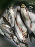 老G黃尾G窩黃尾巴 青尾紅黃尾鯪魚(yú)鲴魚(yú)翹嘴釣魚(yú)餌料配方野釣打窩料 黃尾G窩800g 曬單實(shí)拍圖