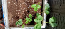德沃多肥料纯泥炭植物营养土40L带肥料绿植有机颗粒花土种菜养花蔬菜多肉土 实拍图