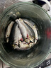 劉志強香之道釣魚(yú)小藥餌料秋季千里香藥酒草鯽魚(yú)鯉魚(yú)引誘黑坑水庫魚(yú)餌 百果香 曬單實(shí)拍圖